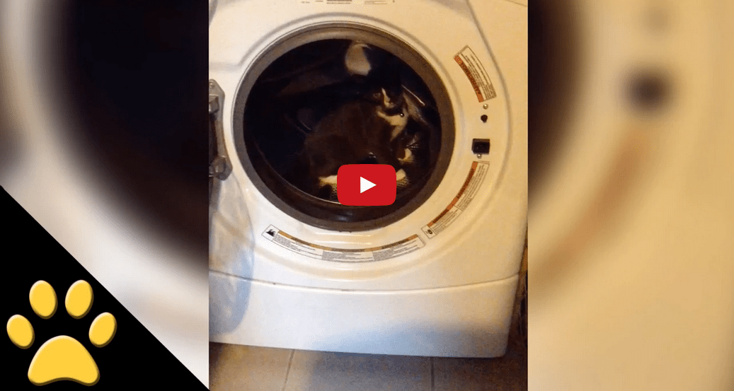 This Cat Thinks a Washing Machine Is a Treadmill and It's Extremely Adorable!!