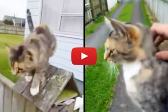 This Cat Tracks Down The Mailman Every Day... Wait Until You See Why!