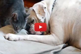 This Cat Wants Love From Fido, But Will She Get It?
