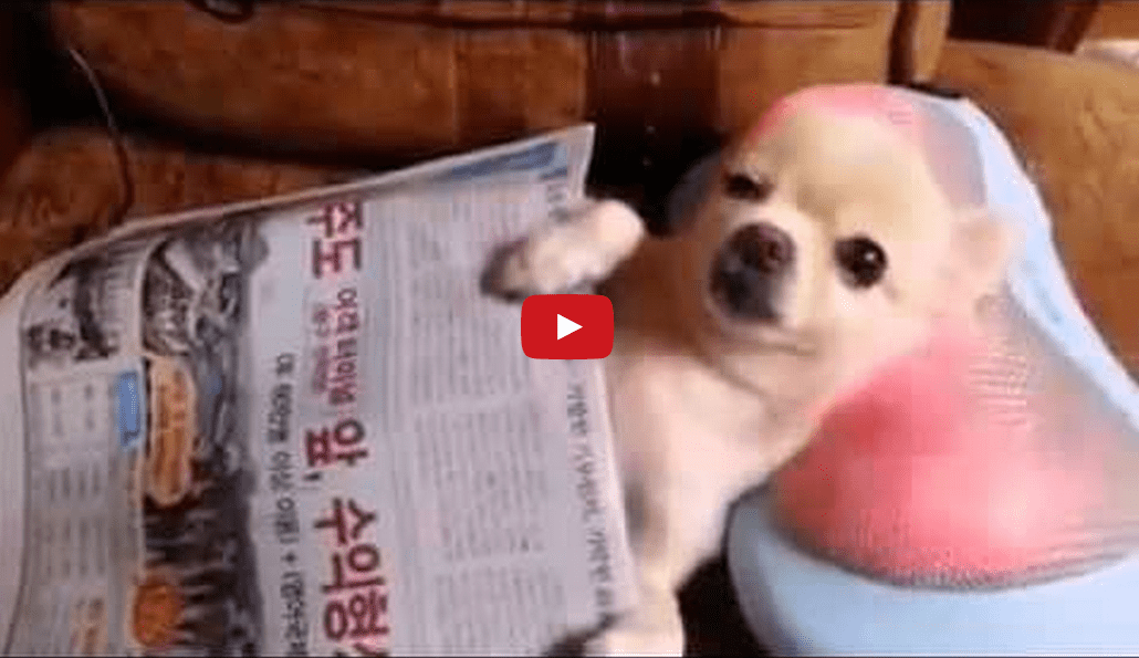 This Clip of a Dog Enjoying Lavish Comforts is Oddly Mesmerizing!