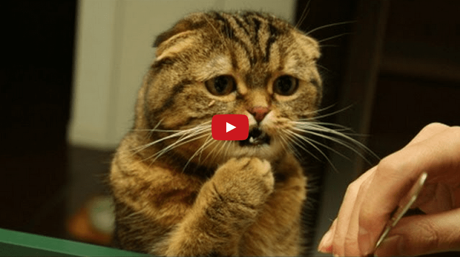 This Compilation of Confused Cats Will Make Your Day!! My Sides Hurt from Laughing!!