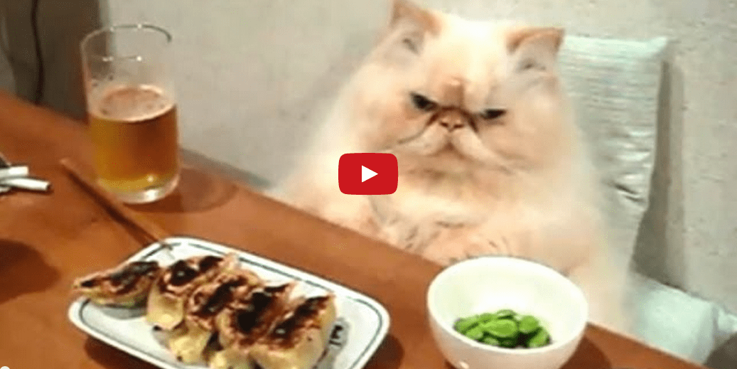 This Compilation of Cute Cats Acting Like Humans is Hilarious! I Can't Stop Laughing!!