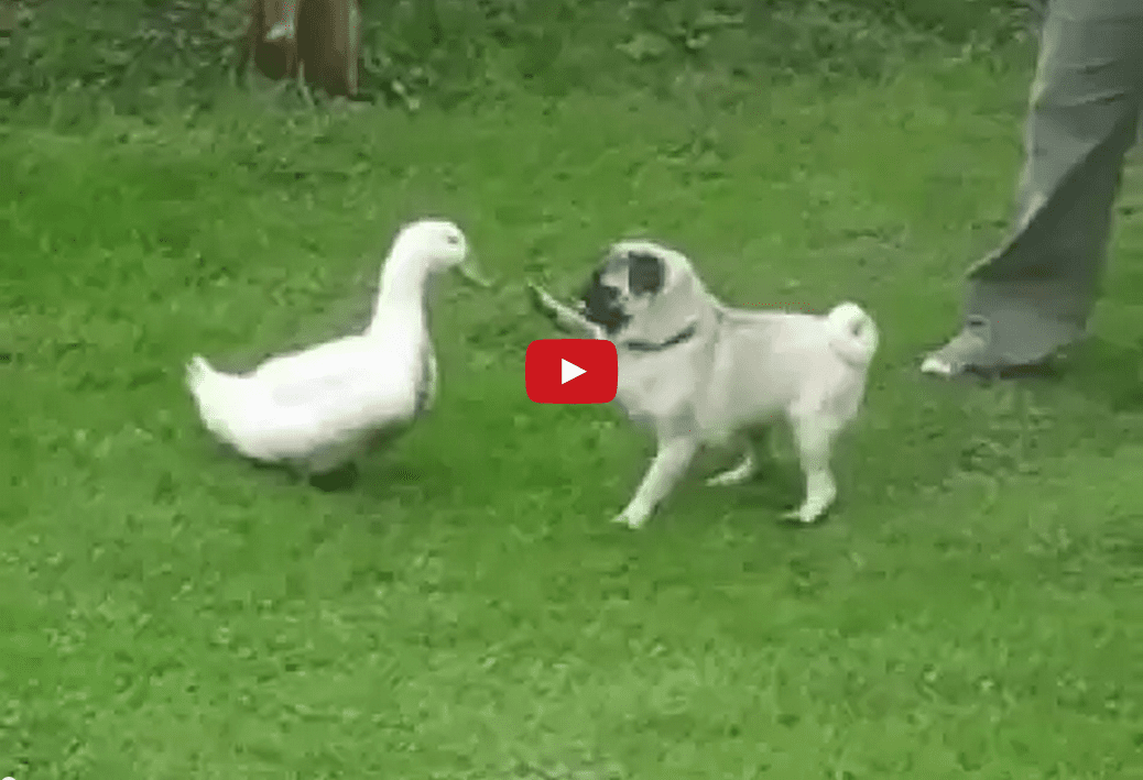 This Confrontation Between Pug and Duck Quickly Goes from Hostile to Friendly- It's Quite Cute!