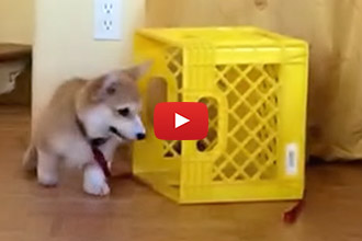 This Corgi Has An Adorable Way Of Keeping Himself Busy!