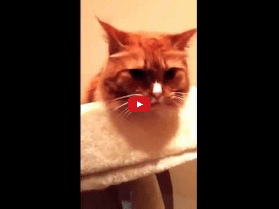 This Cute Cat Licking the Sound of Tape is Mesmerizing!!