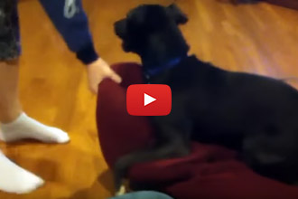 This Dog's Reaction Will Have You Laughing Out Loud! We're Serious!
