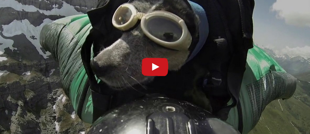 This Dog and His Human Are Going on an Adventure- and it's Absolutely Incredible!!