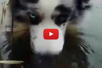 This Dog Blows Bubbles... With His Nose!