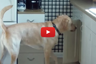 This Dog Can Make His Own Treats!