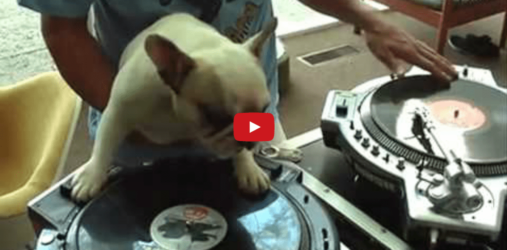 This Dog Can Spin Records Exactly Like His Human and It's Incredibly Impressive!