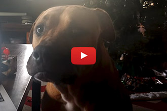 This Dog Cant Howl, And It's Adorable!