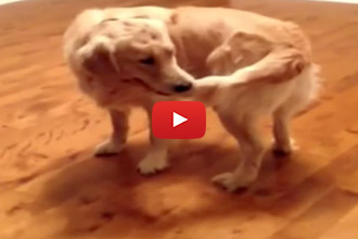 This Dog Catches His Tail... But Realizes That Letting Go Is The Hard Part!