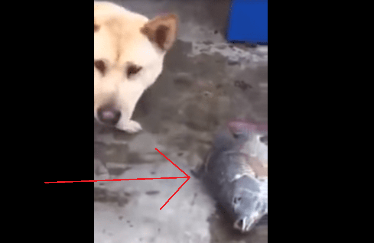 This Dog Comes to the Aid of Fish and It is Utterly Heartbreaking.