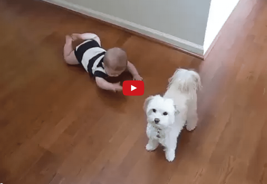 This Dog Dances to Keep His Baby Human Happy- And It Is Literally </b>Too Cute</b>!