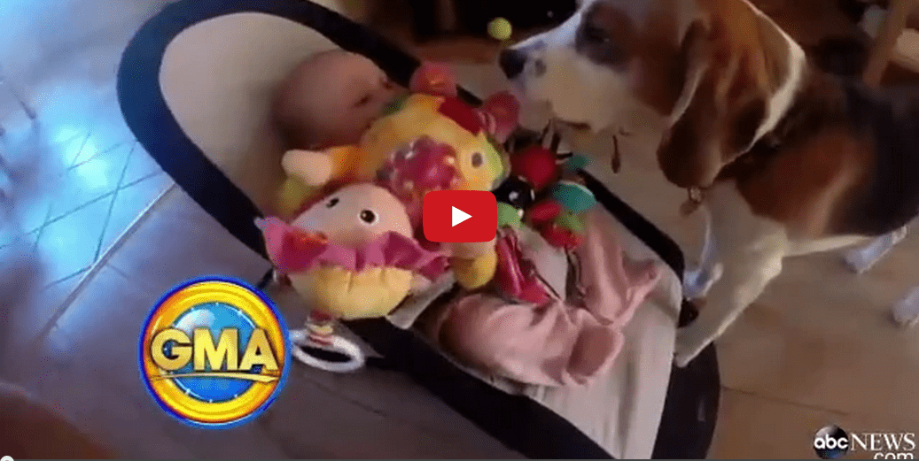 This Dog Delivers Toys to a Crying Baby in an Incredible Display of Parental Instinct! Wow!!