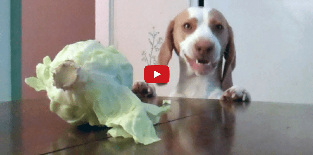 This Dog Desperately Wants Cabbage- And Watching Him Work for It Will Make Your Day!!