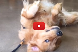 This Dog Does Everything He Can To Avoid Leaving The Pet Store!