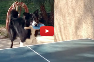 This Dog Doesn't Need Thumbs To Play Ping Pong!