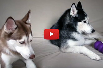 This Dog Doesn't Want To Share And His Friend Has A Lot To Say About It!