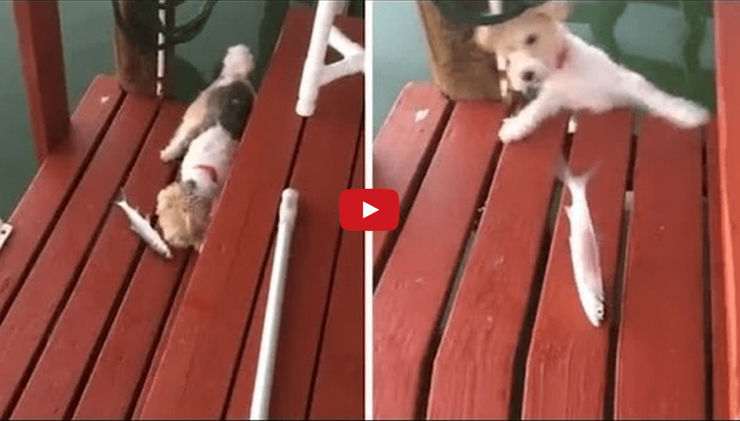 This Dog Examining a Fish Did Not Expect What Happened Next!! I Can't Stop Laughing!