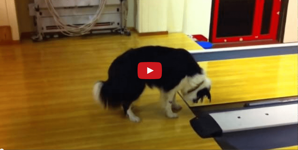 This Dog Exploring the Mysteries of Bowling Will Have You in Stitches! He is TOO Funny!!