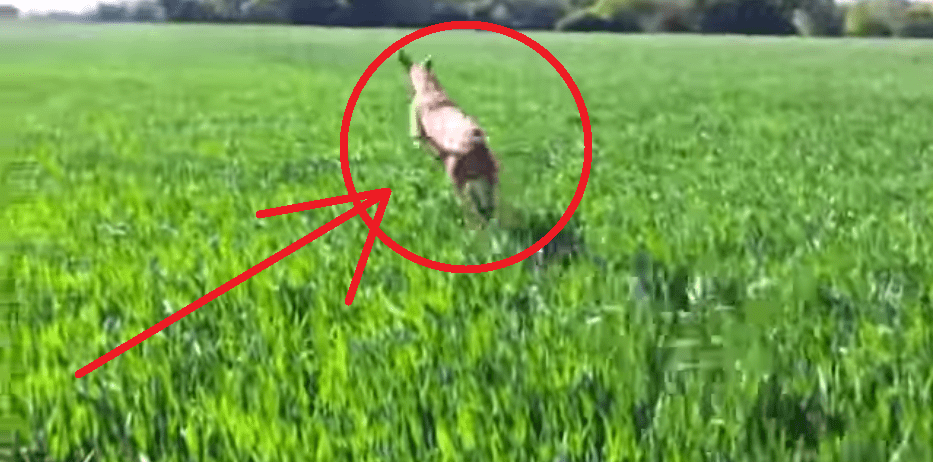 This Dog Frolicking Through a Field Will Remind You of the Simple Pleasures in Life!!