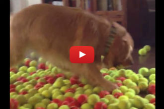 This Dog Gets 800 Balls for His Birthday and His Reaction is PRICELESS!!
