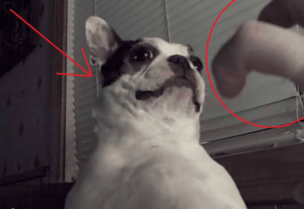 This Dog Gets His Tummy Tickled and His Reaction is Priceless! TOO Funny!!