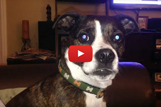 This Dog Has A Lot To Say To His Owner!