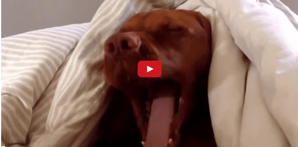 This Dog Has A Serious Case of the Mondays!! Watch This Pup's Hilarious Reaction to the Alarm Clock on Monday Morning!