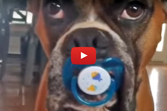 This Dog Has Something In His Mouth... Wait Until You See What It Is