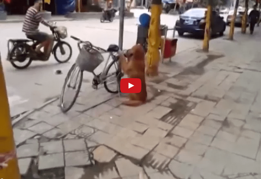 This Dog is a Cyclist's Best Friend- He's Absolutely Incredible!!