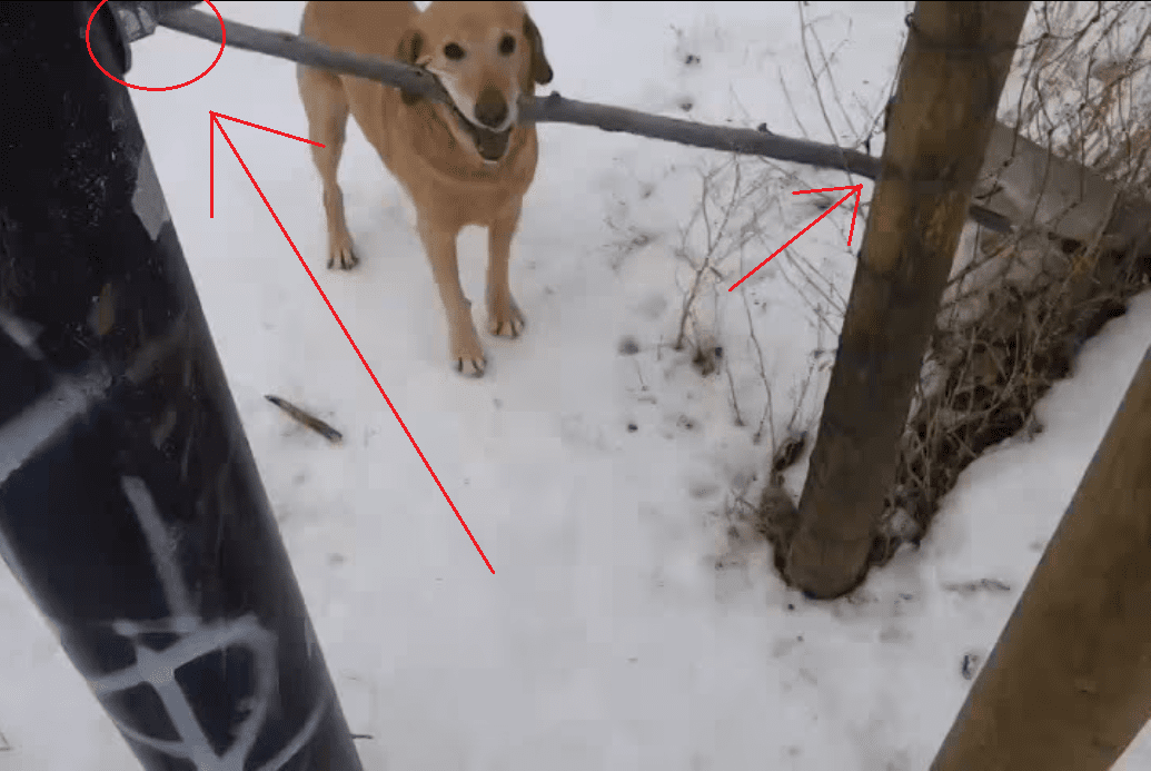 This Dog is a Physical Comedy Genius! I Can't Stop Laughing!!