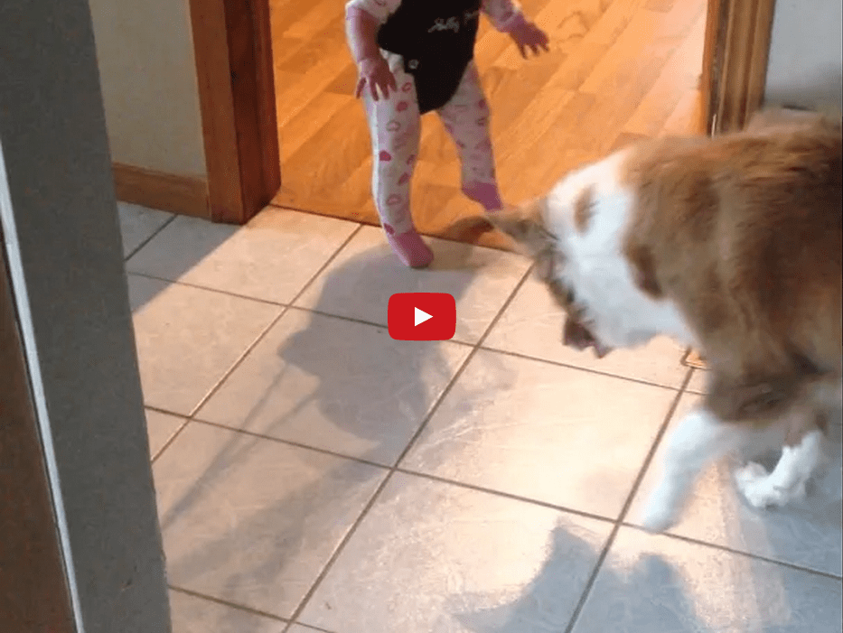 This Dog is Confused by a Baby's Shadow and the Result is TOO CUTE!!!