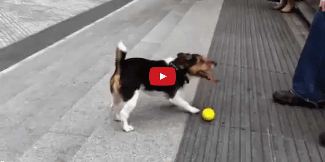 This Dog is Playing Fetch By Himself- and It's Pretty Impressive! Poor pooch- I Would Play Fetch with You!!