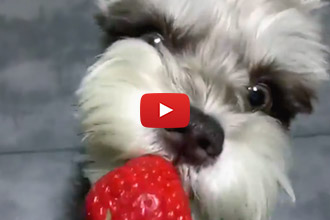 This Dog Is Really Enjoying The Strawberry!