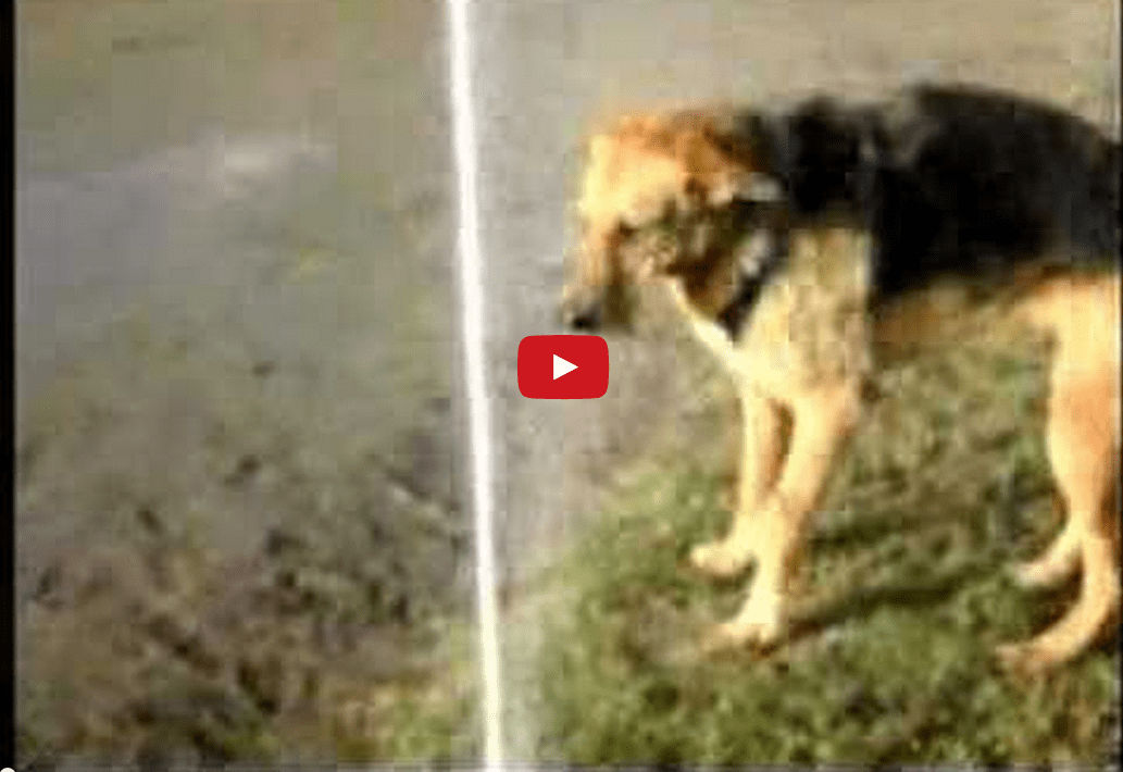This Dog Knows the True Meaning of Perseverance- Watch Him Drink Straight from the Sprinkler!!