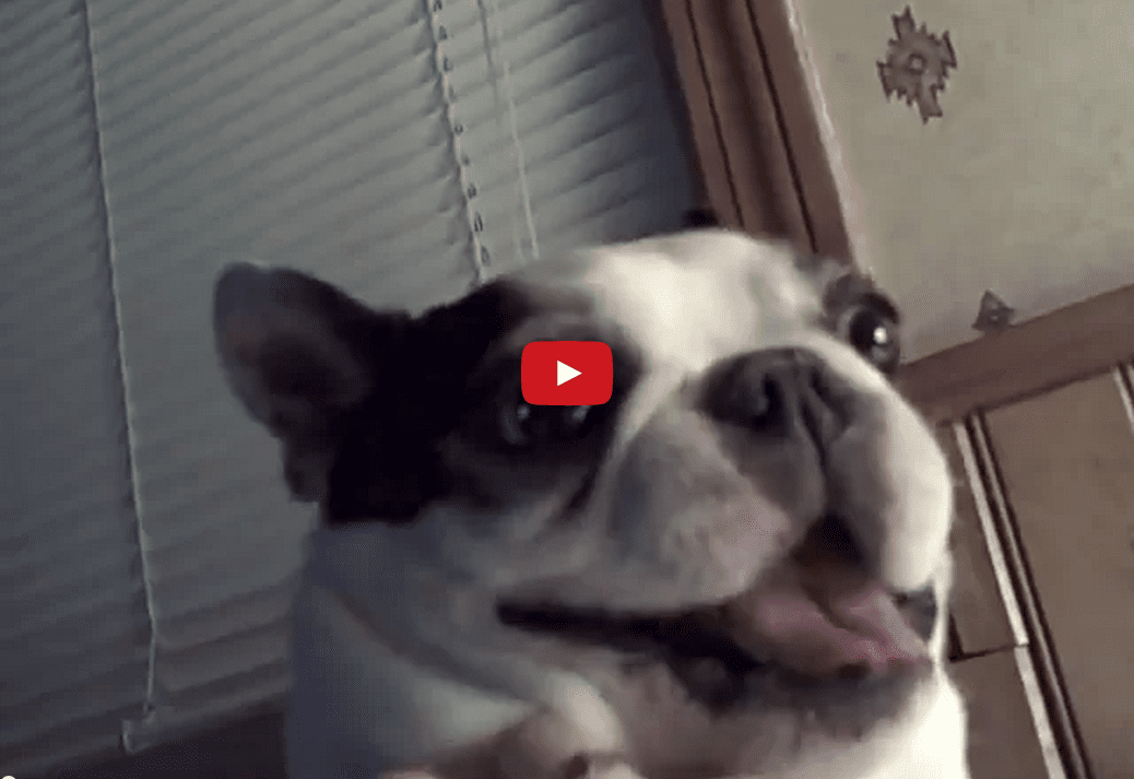 This Dog Loves Getting His Belly Scratched- And It Shows! His Reaction is Priceless!!