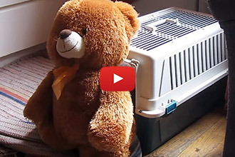 This Dog Loves His Teddy Bear More Than Anything!