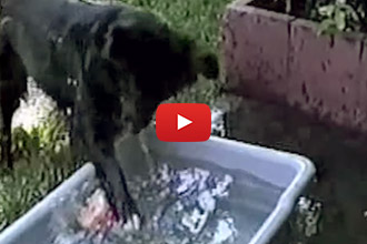 This Dog Loves Keeping Her Toys Clean!