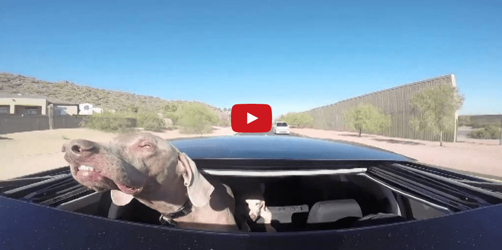 This Dog Loves Sticking His Head Out the Window- And You'll Love Watching Him Do It!