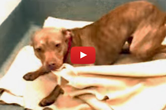 This Dog Makes His Bed Every Day At The Shelter While Waiting For His Forever Home