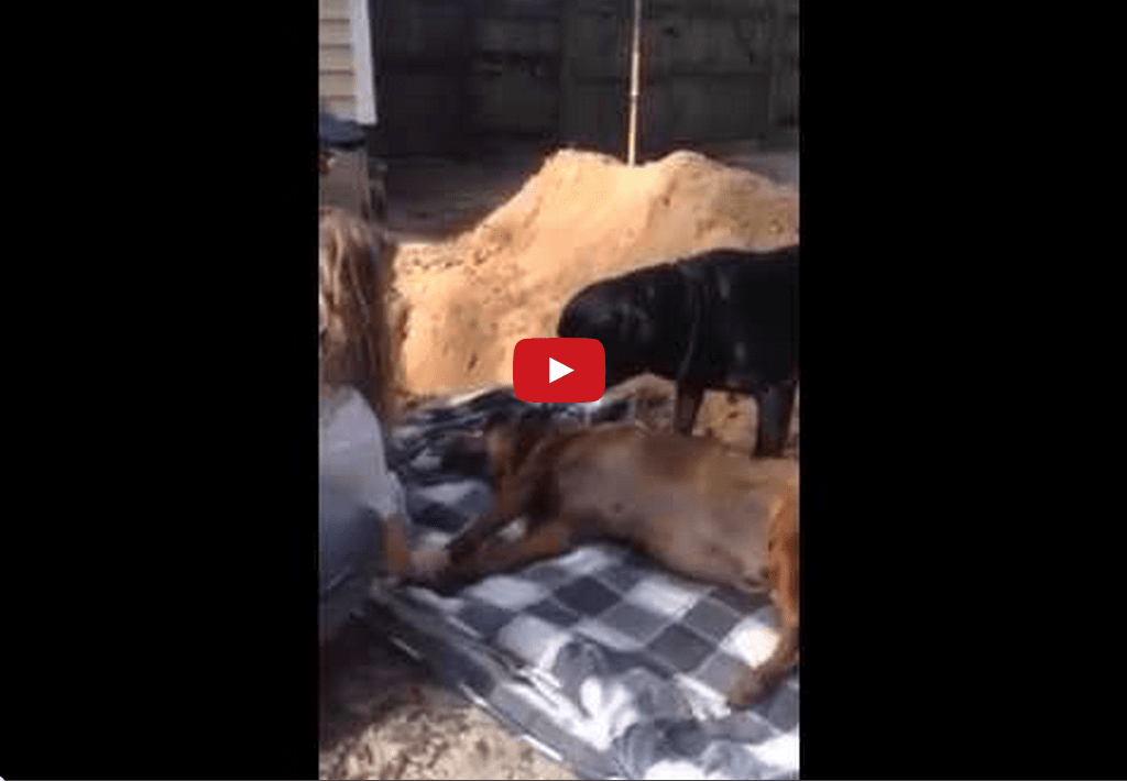 This Dog Mourning his Late Brother Will Remind You to Love Like Each Day is Your Last
