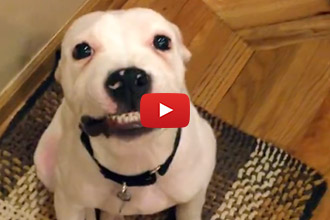 This Dog Must Know It's Friday!