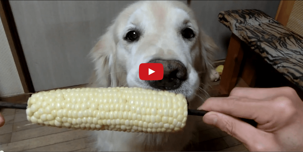 This Dog <i>Really</i> Likes Corn on the Cob! I Can't Look Away...
