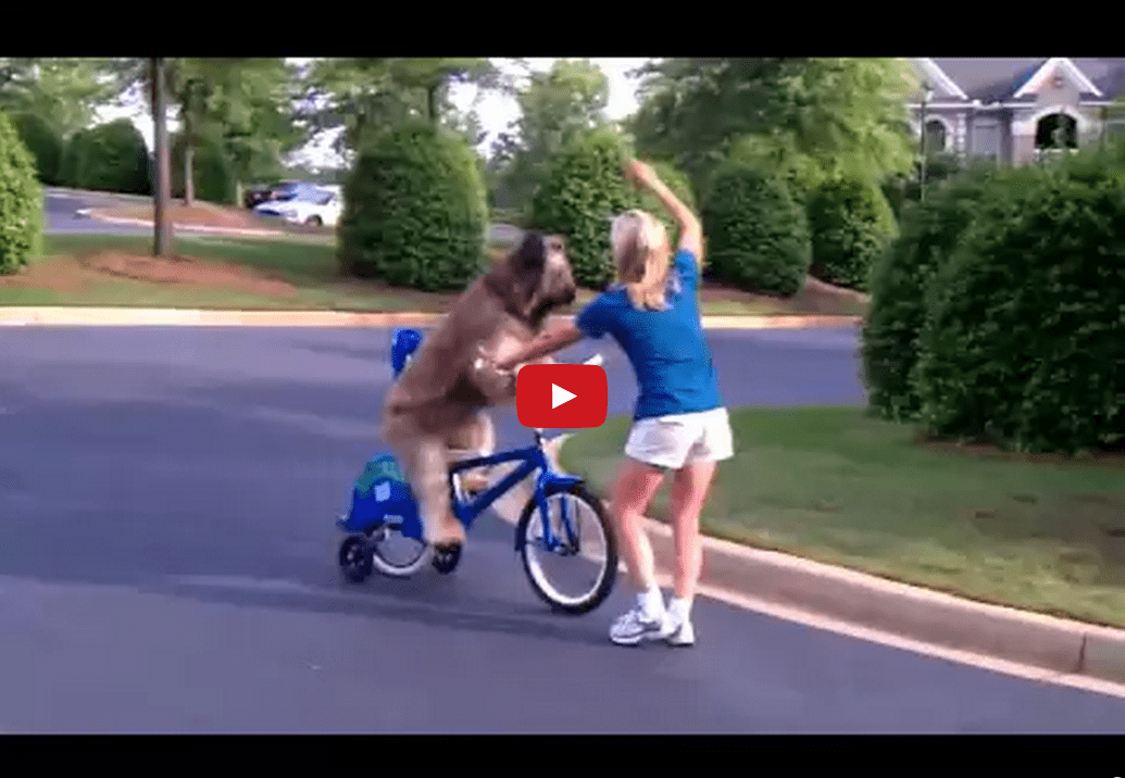 This Dog Riding a Bike Will Help You Forget Your Problems for 30 Ethereal Seconds of Unbridled Bliss! Watch it Now!!