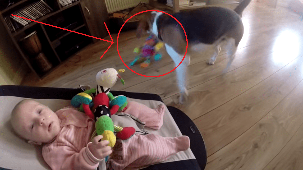 This Dog Stole a Toy from a Baby and Apologizes in the Sweetest Way! Too cute!!