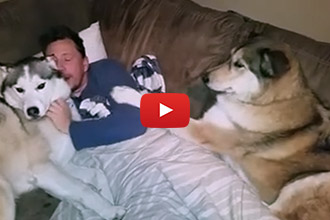 This Dog Stops At Nothing To Gain Her Owner's Attention
