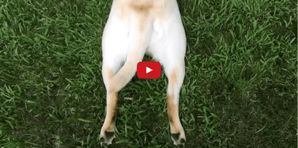 This Dog Stops Running in the Strangest Way! Too Funny!!