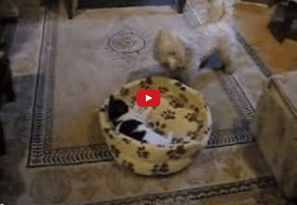 This Dog Struggling to Recover His Bed from a Comfortable Cat is Too Funny!  